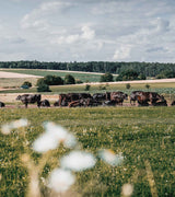 rinder-auf-weide