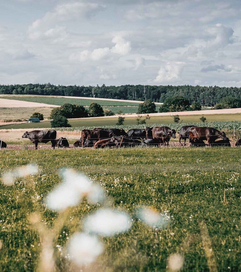 rinder-auf-weide