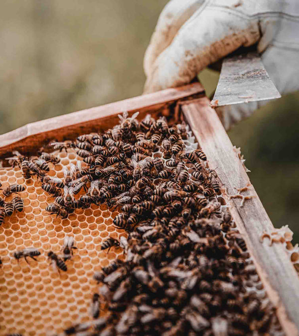 imkereifuehrung-bienen