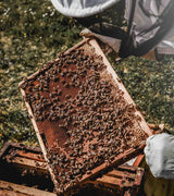 imker-an-bienenstock