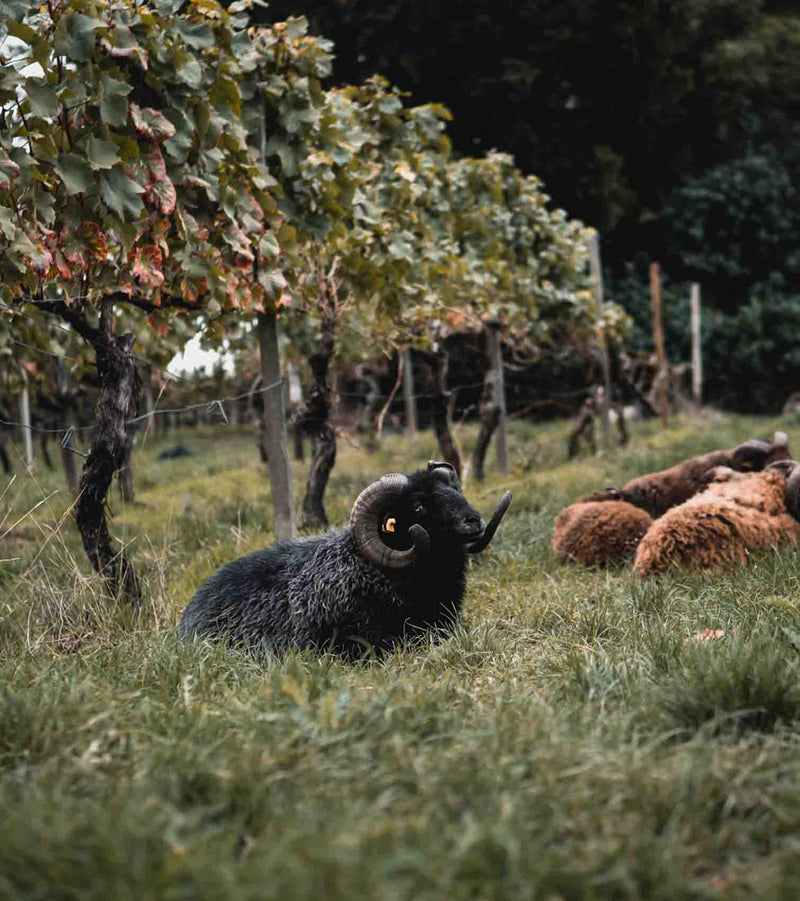 rheingau-weinrebe-schafe