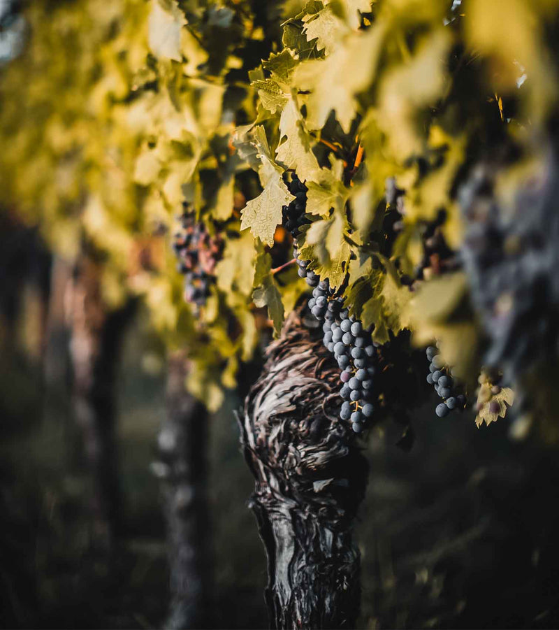 vinotheque-briede-frankfurt-weinrebe